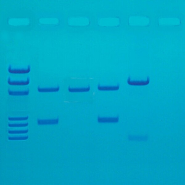 (주)생물나라,PCR 유전자 지문분석