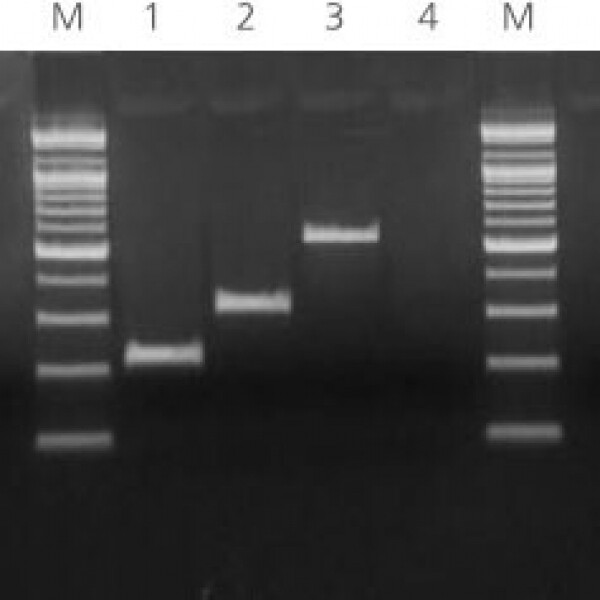 (주)생물나라,PCR 실험세트