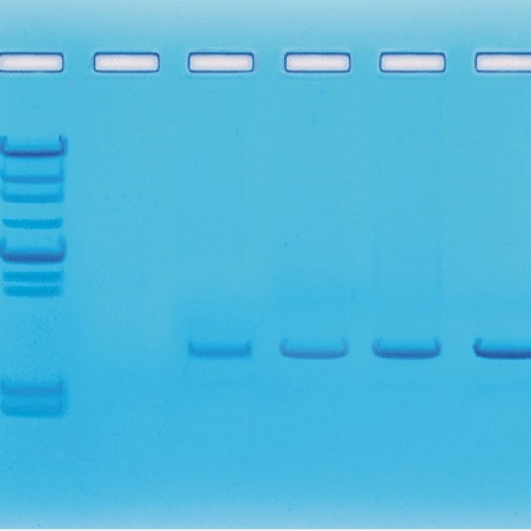 (주)생물나라,PCR 실험세트
