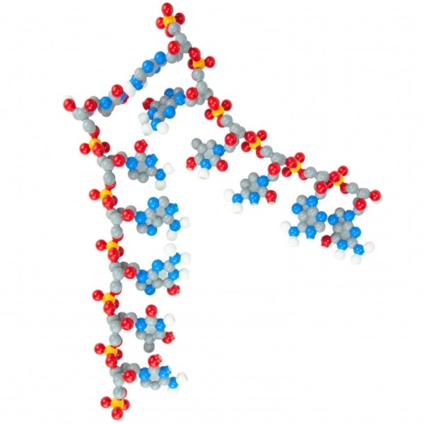 (주)생물나라,Dynamic DNA Model Kit