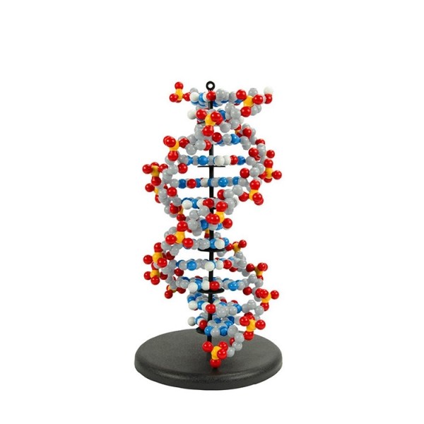 (주)생물나라,Dynamic DNA Model Kit